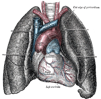 The human lungs flank the heart and great vessels in the chest cavity